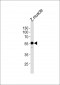 DANRE hnf1bb Antibody (Center)