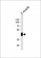DANRE ldb1a Antibody (C-term)