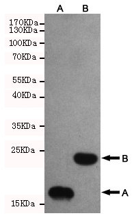 Thioredoxin/TRX (3C1) Mouse mAb