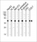 Beta-actin Antibody