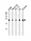 UCHL1 Antibody