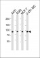 CAPN1 Antibody