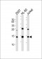 SUMO2 Antibody (C-term)