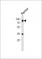 CD19 Antibody (N-term)