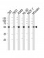 DKK3 Antibody (N-term)