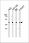 Connexin 43 Antibody (N-term)