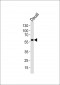 CHRNA9 Antibody (N-term)