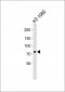 UIMC1 Antibody (C-term)