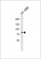 AGAP4 Antibody (C-term)