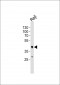 MCL1 Antibody