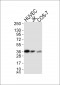 MCL1 Antibody