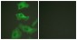 HSP90B Antibody (Ab-254) 