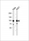 HSP90B Antibody (Ab-254) 