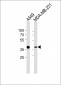 ANXA1 Antibody  (Ab-21)