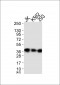 ANXA1 Antibody  (Ab-21)