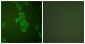 NSE Antibody