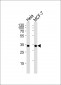 PCNA Antibody