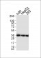 PCNA Antibody