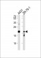 Claudin 1 Antibody (Ab-210) 