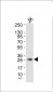 Claudin 1 Antibody (Ab-210) 