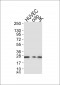 Caveolin-1 Antibody