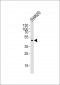 Prostate Apoptosis Response protein-4 Antibody