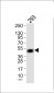 Prostate Apoptosis Response protein-4 Antibody