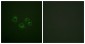 EPHA2/3/4 Antibody (Ab-588/596) 