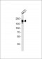 EGFR  Antibody (Ab-1172)