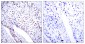 STAT3 Antibody  (Ab-705)