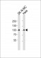STAT3 Antibody  (Ab-705)