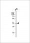 Cyclin D2 Antibody  (Ab-280)