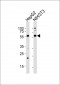 Smad2 Antibody (Ab-465)
