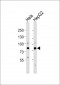 GRP78 Antibody