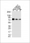 GRP78 Antibody