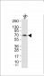 SH-PTP2 Antibody