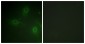 p47 phox Antibody (Ab-304)