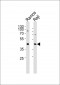 p47 phox Antibody (Ab-304)