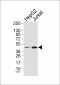 p47 phox Antibody (Ab-304)