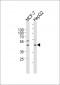 Mnk1 Antibody  (Ab-385)