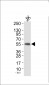 HS1 Antibody (Ab-397) 