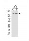 PLCG1 (Ab-771) Antibody
