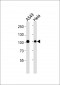 Uba2 Antibody