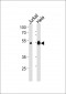 KAP0 Antibody