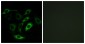 PTGDR Antibody