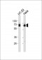 hnRNP Q Antibody