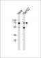 HEXIM1 Antibody