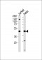 FEN1 Antibody