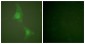 ADD1 (Ab-726) Antibody