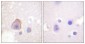 ADD1 (Ab-726) Antibody